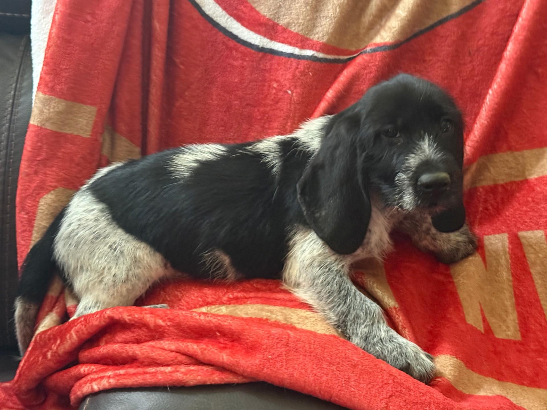 Chloe (Lisa-fostered in TN), a Adoptable mixed breed in Brooklyn, CT image 2/4