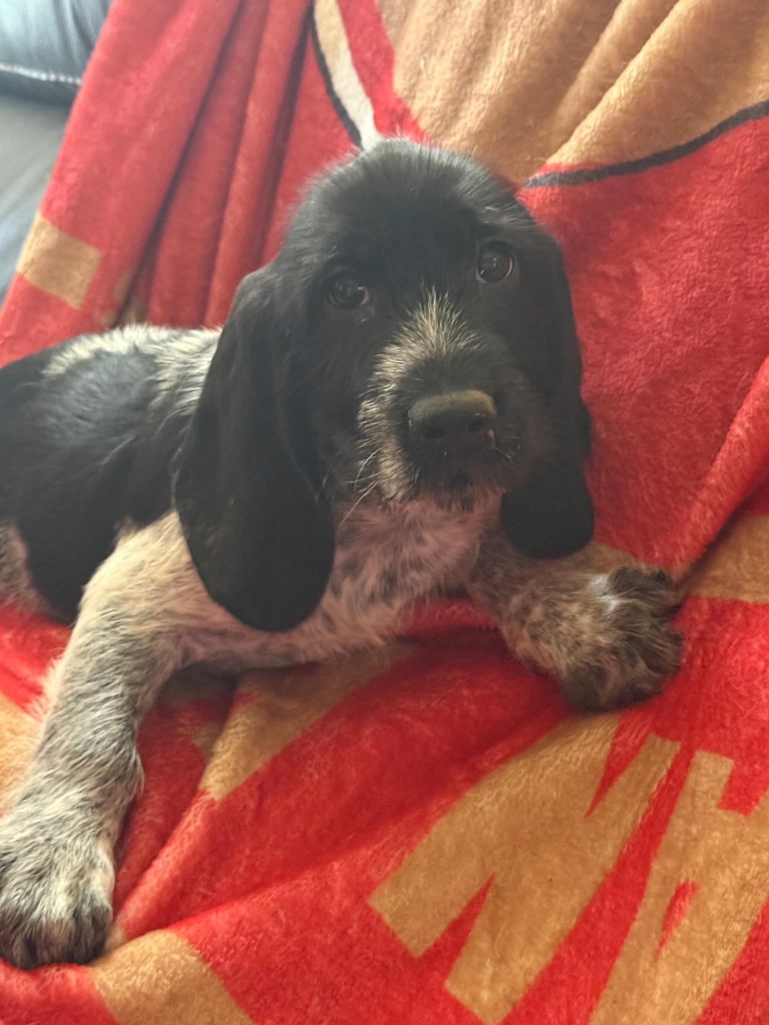 Chloe (Lisa-fostered in TN), a Adoptable mixed breed in Brooklyn, CT image 1/4