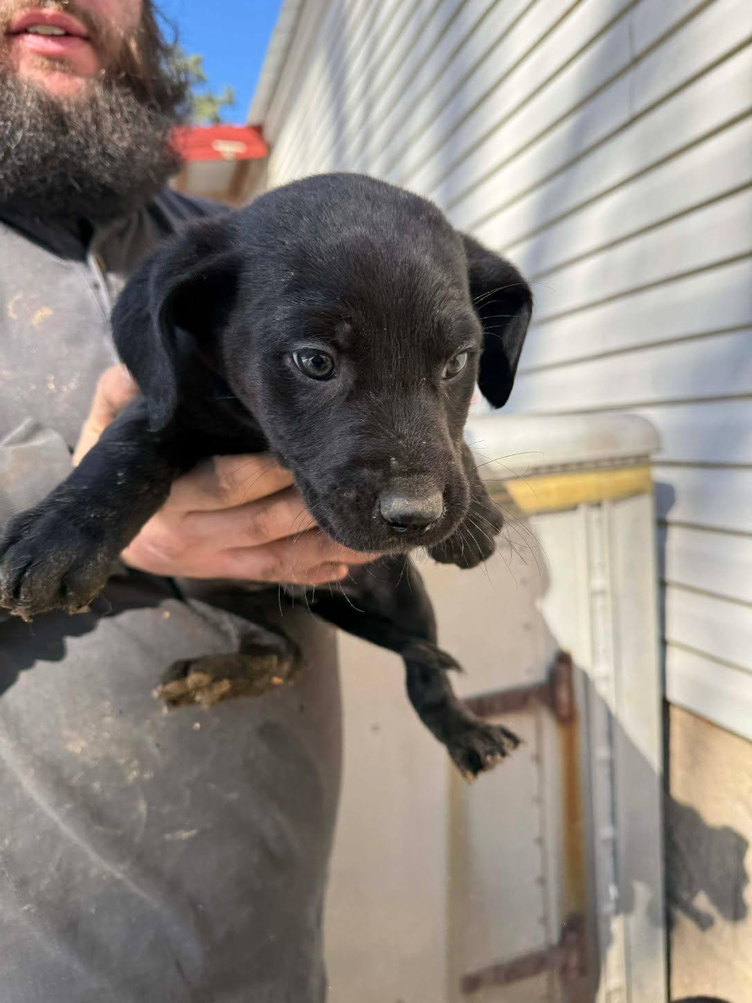 Reddy 251, Adoptable, Puppy Male Black Labrador Retriever & Australian Shepherd.
