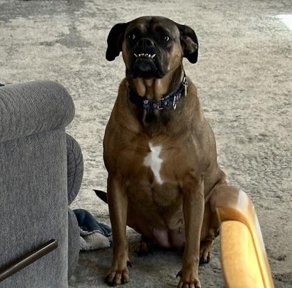 Enlarge Bathsheba, a Adoptable mixed breed in De Soto, IA image 1/1