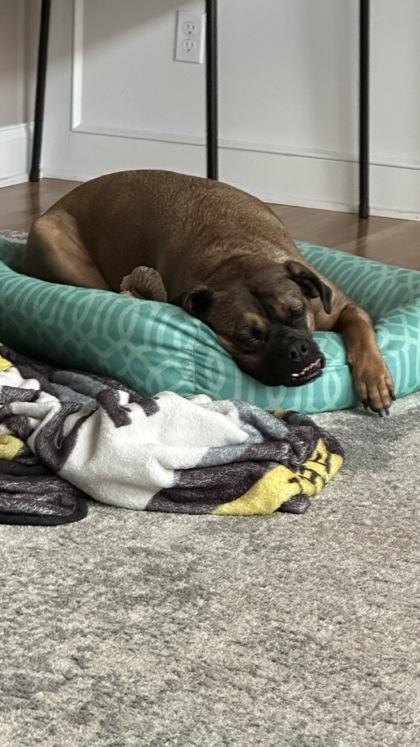 Bathsheba, Adoptable, Adult Female Boxer & Mixed Breed.