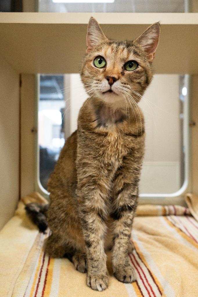 Apple *Sponsored Senior, Adoptable, Senior Female Domestic Short Hair.