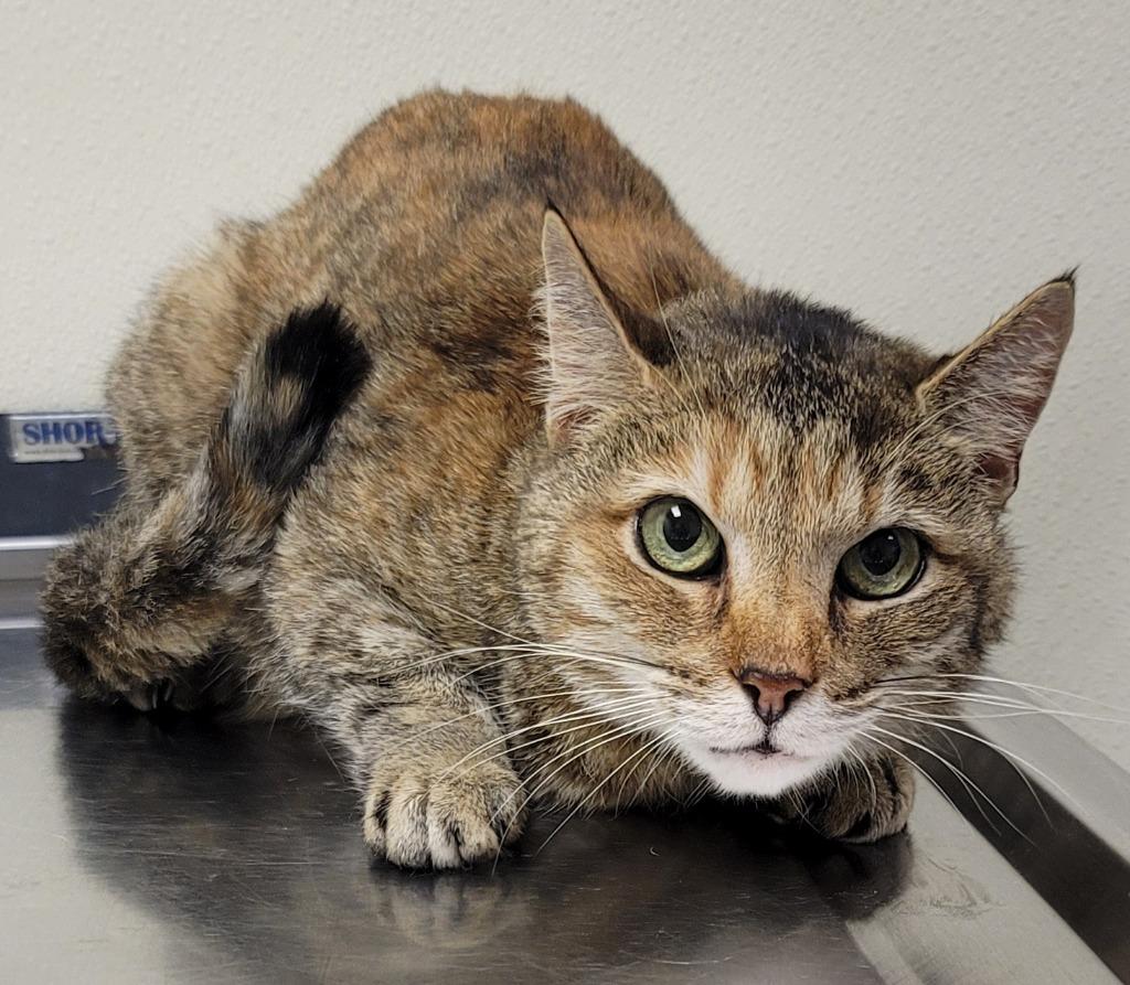 Apple *Sponsored Senior, Adoptable, Senior Female Domestic Short Hair.