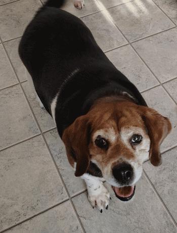 Kiki, a ADOPTABLE Beagle in West Decatur, PA image 2/2