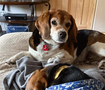 Enlarge Kiki, an adoption pending Beagle in West Decatur, PA image 6/6