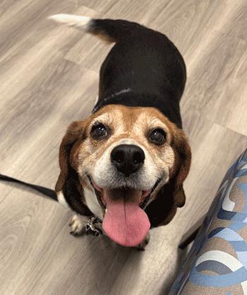 Enlarge Kiki, an adoption pending Beagle in West Decatur, PA image 4/6