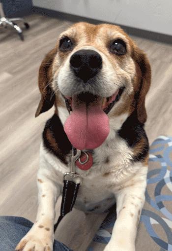 Enlarge Kiki, an adoption pending Beagle in West Decatur, PA image 1/6