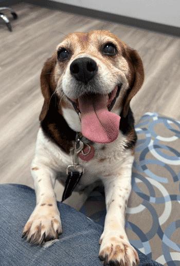 Enlarge Kiki, an adoption pending Beagle in West Decatur, PA image 5/6