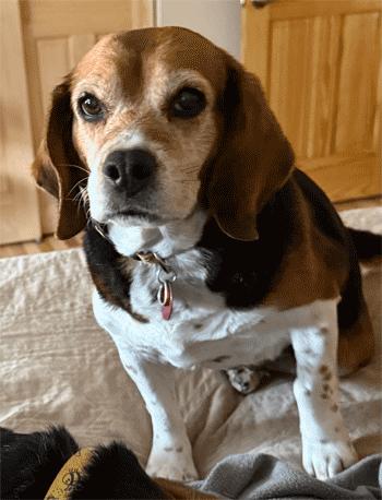 Enlarge Kiki, an adoption pending Beagle in West Decatur, PA image 2/6