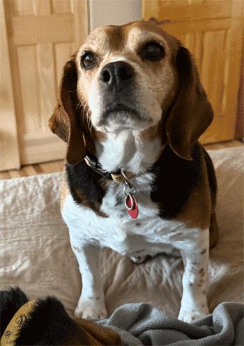 Enlarge Kiki, an adoption pending Beagle in West Decatur, PA image 3/6