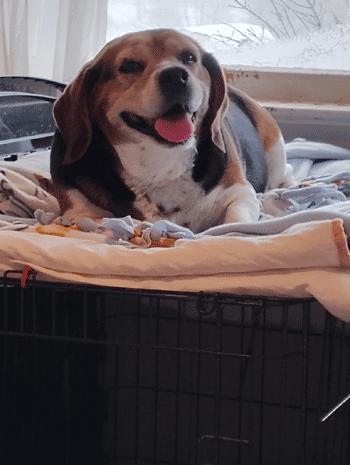 Kiki, a ADOPTABLE Beagle in West Decatur, PA image 1/2
