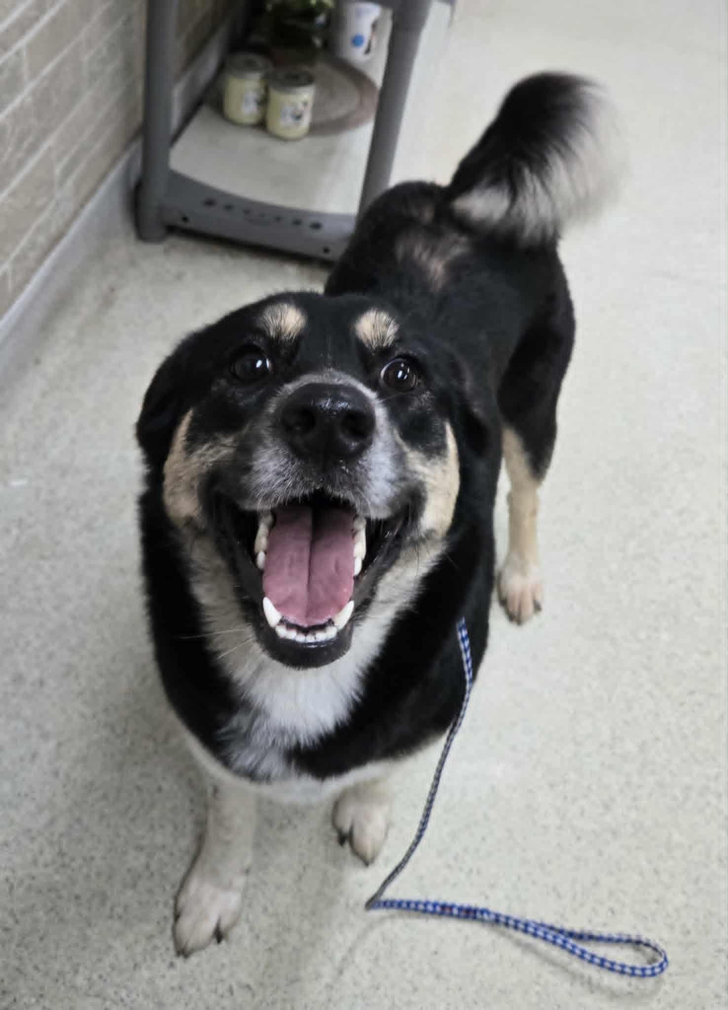 Enlarge Princess Biscuit (PB), an adopted mixed breed in Freeport, IL image 2/4