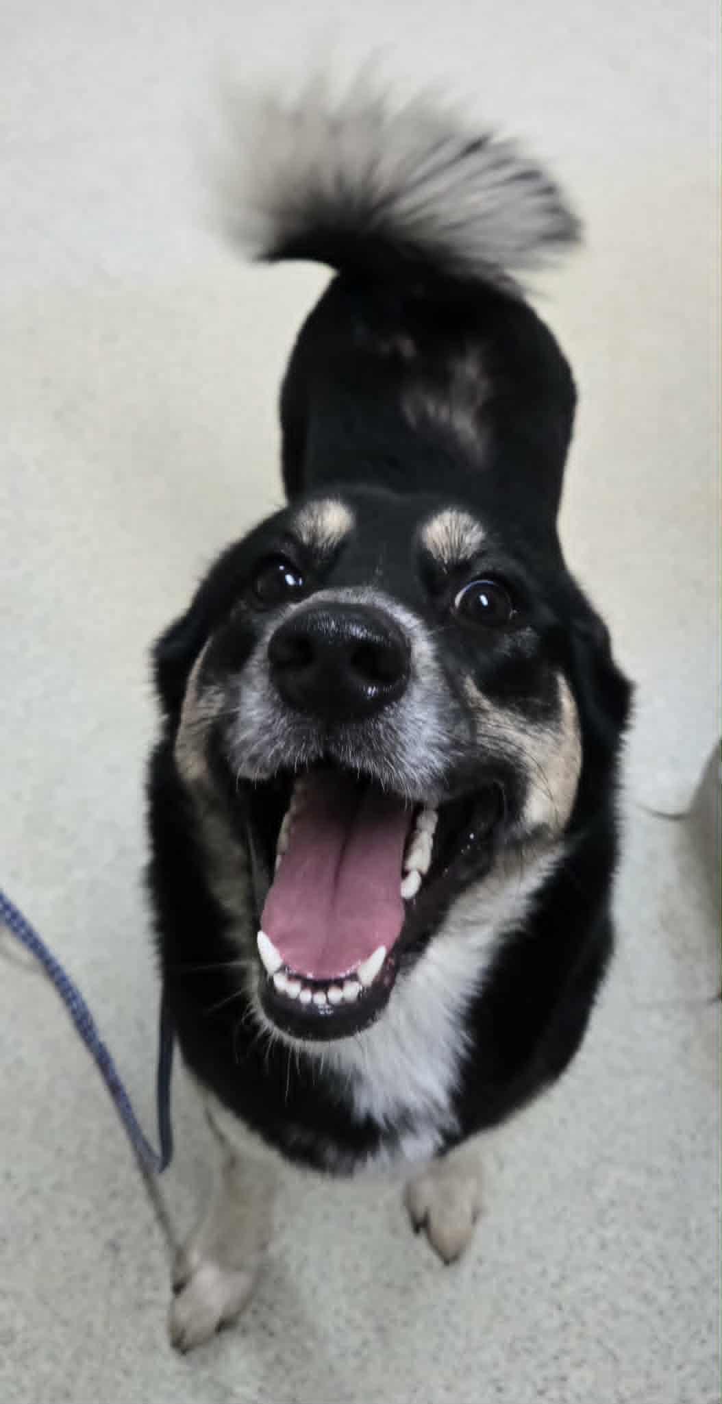 Enlarge Princess Biscuit (PB), an adopted mixed breed in Freeport, IL image 3/4