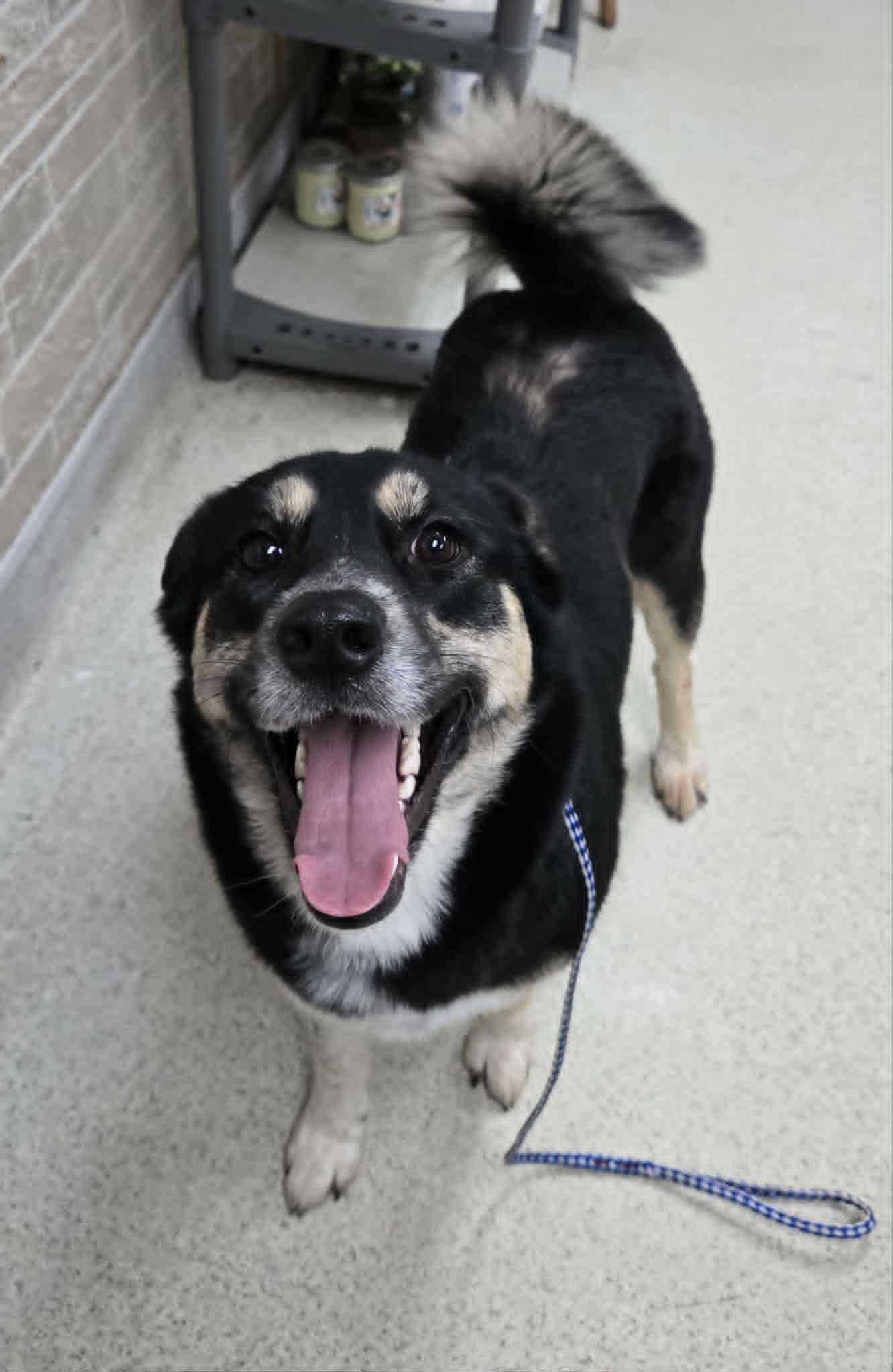 Enlarge Princess Biscuit (PB), an adopted mixed breed in Freeport, IL image 1/4