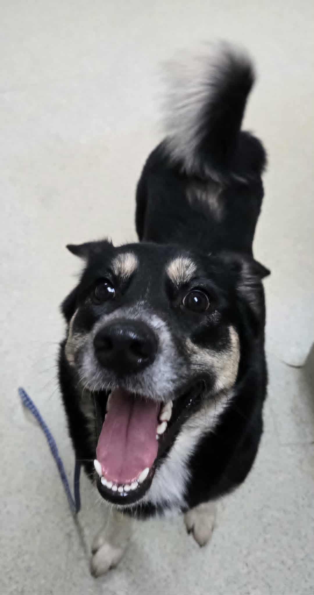 Enlarge Princess Biscuit (PB), an adopted mixed breed in Freeport, IL image 4/4