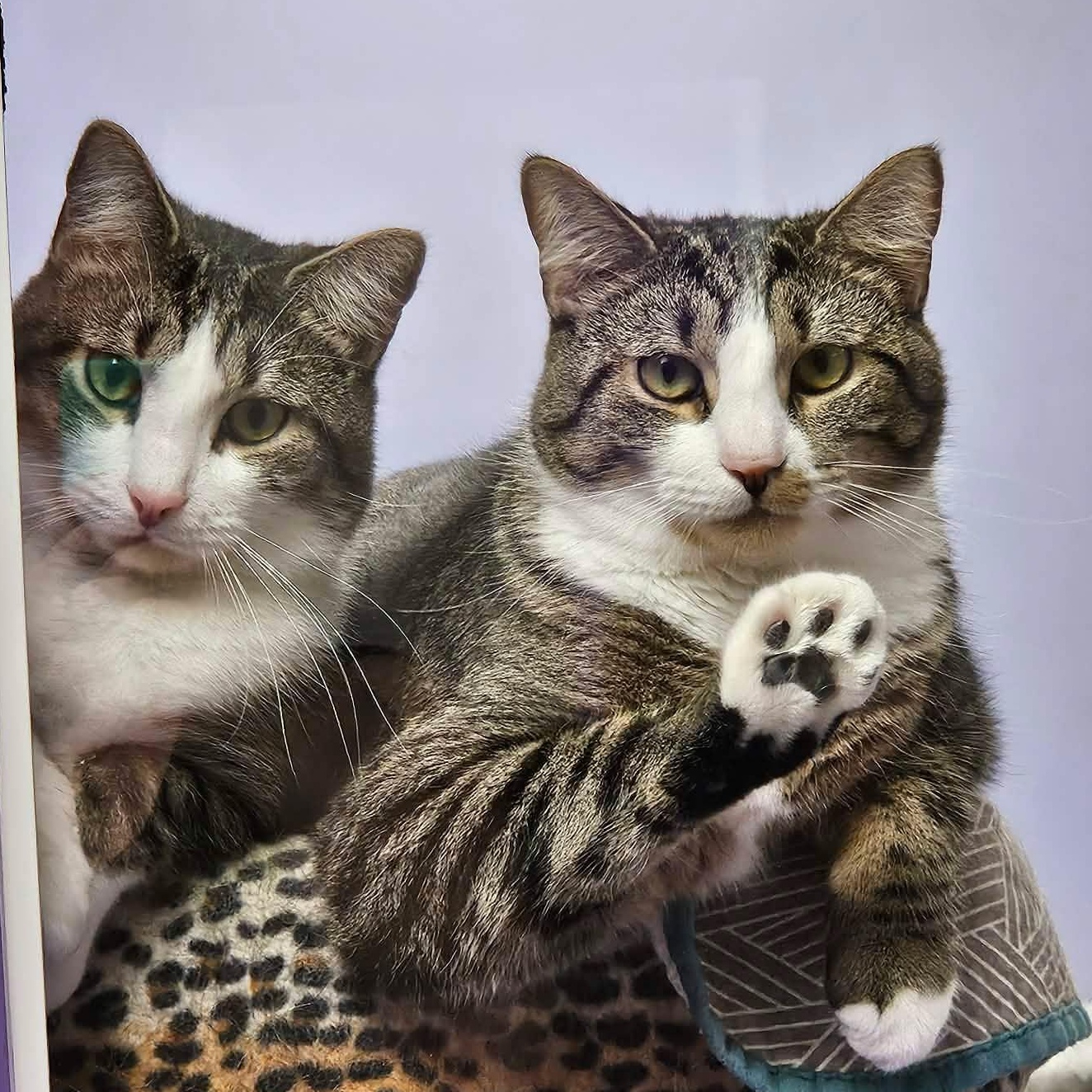 Turnip (Bonded pair with Sweet Potato), Adoptable, Young Male Domestic Short Hair.