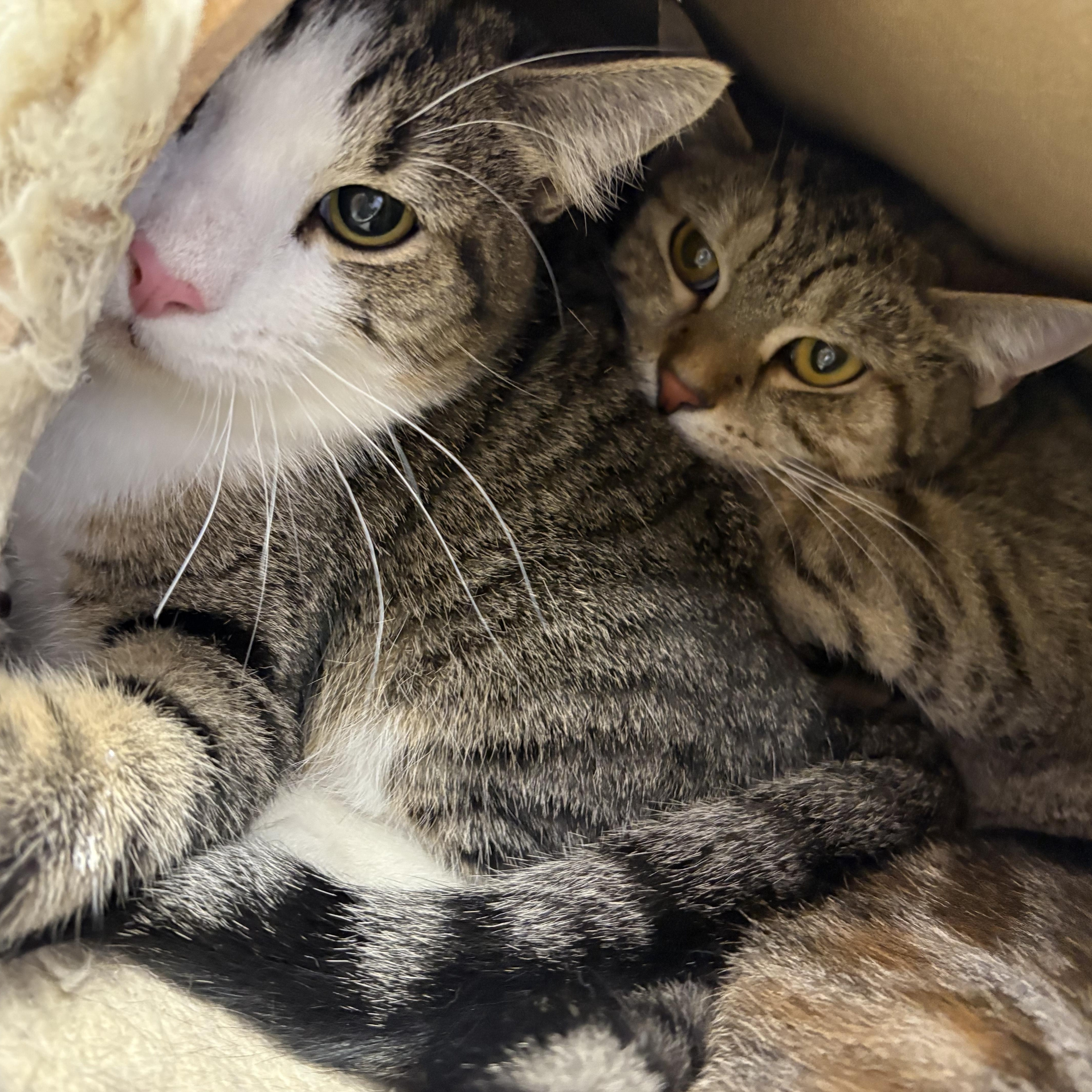 Enlarge Turnip, a Adoptable Domestic Short Hair in Richboro, PA image 5/5