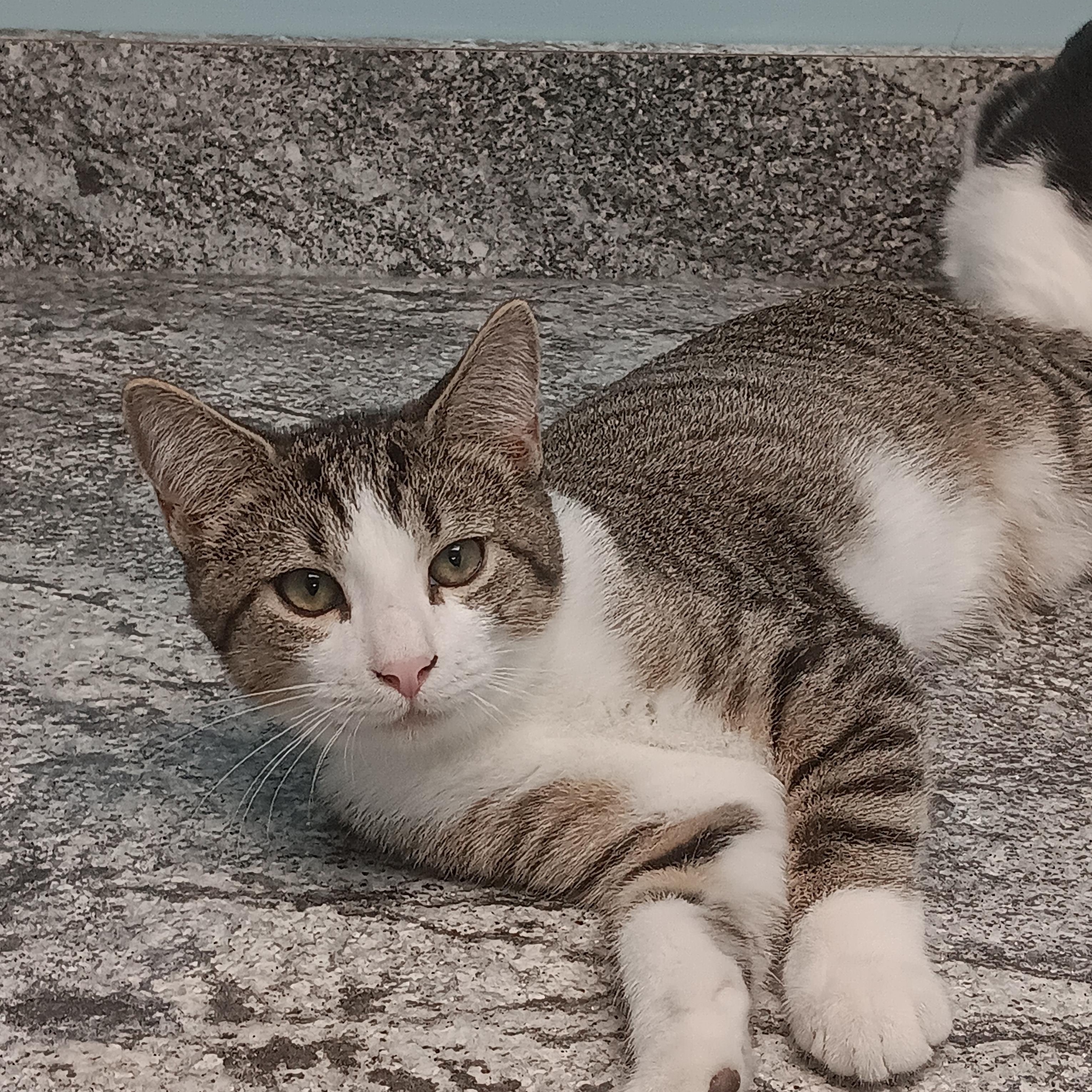 Turnip, Adoptable, Young Male Domestic Short Hair.