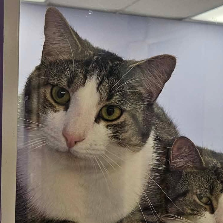Turnip (Bonded pair with Sweet Potato), a Adoptable Domestic Short Hair in Richboro, PA image 5/6