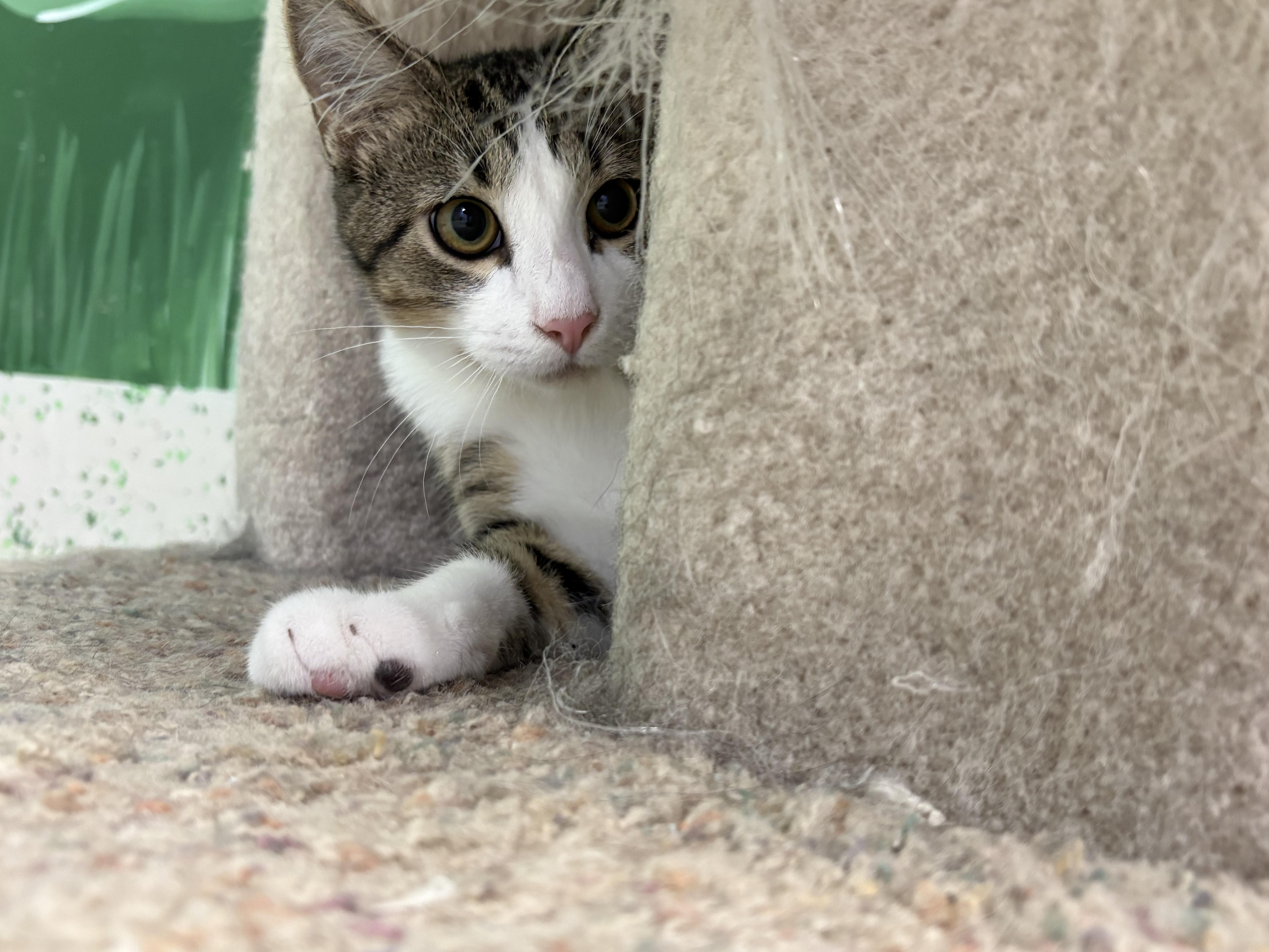 Turnip, a Adoptable Domestic Short Hair in Richboro, PA image 1/3