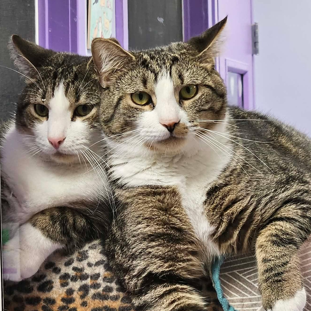 Turnip (Bonded pair with Sweet Potato), a Adoptable Domestic Short Hair in Richboro, PA image 6/6