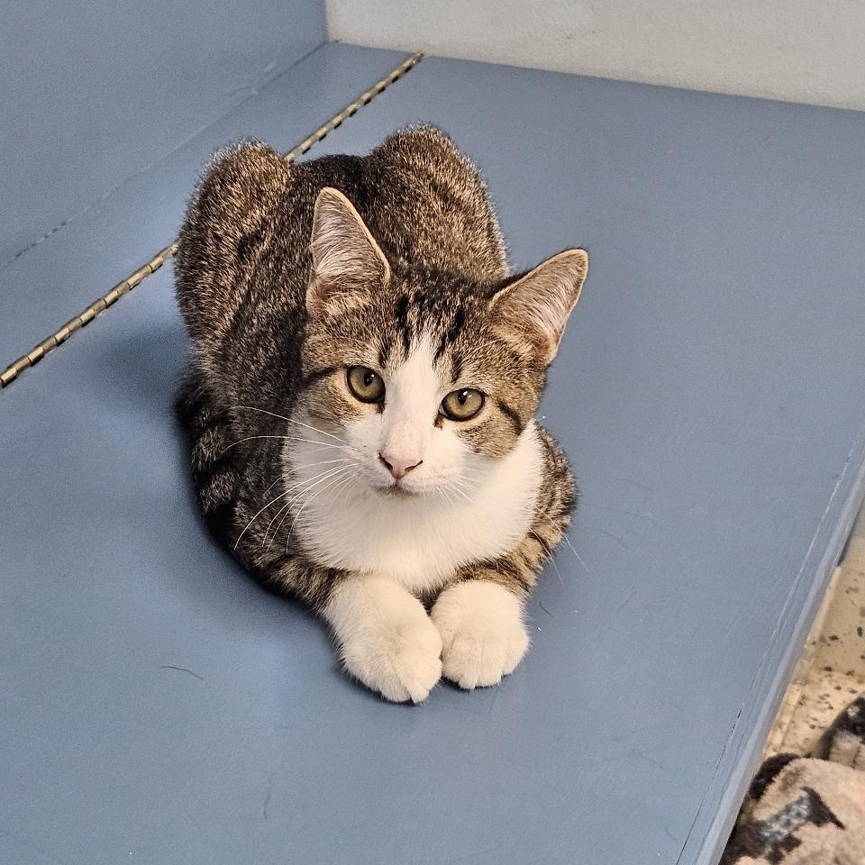 Turnip, a Adoptable Domestic Short Hair in Richboro, PA image 2/3