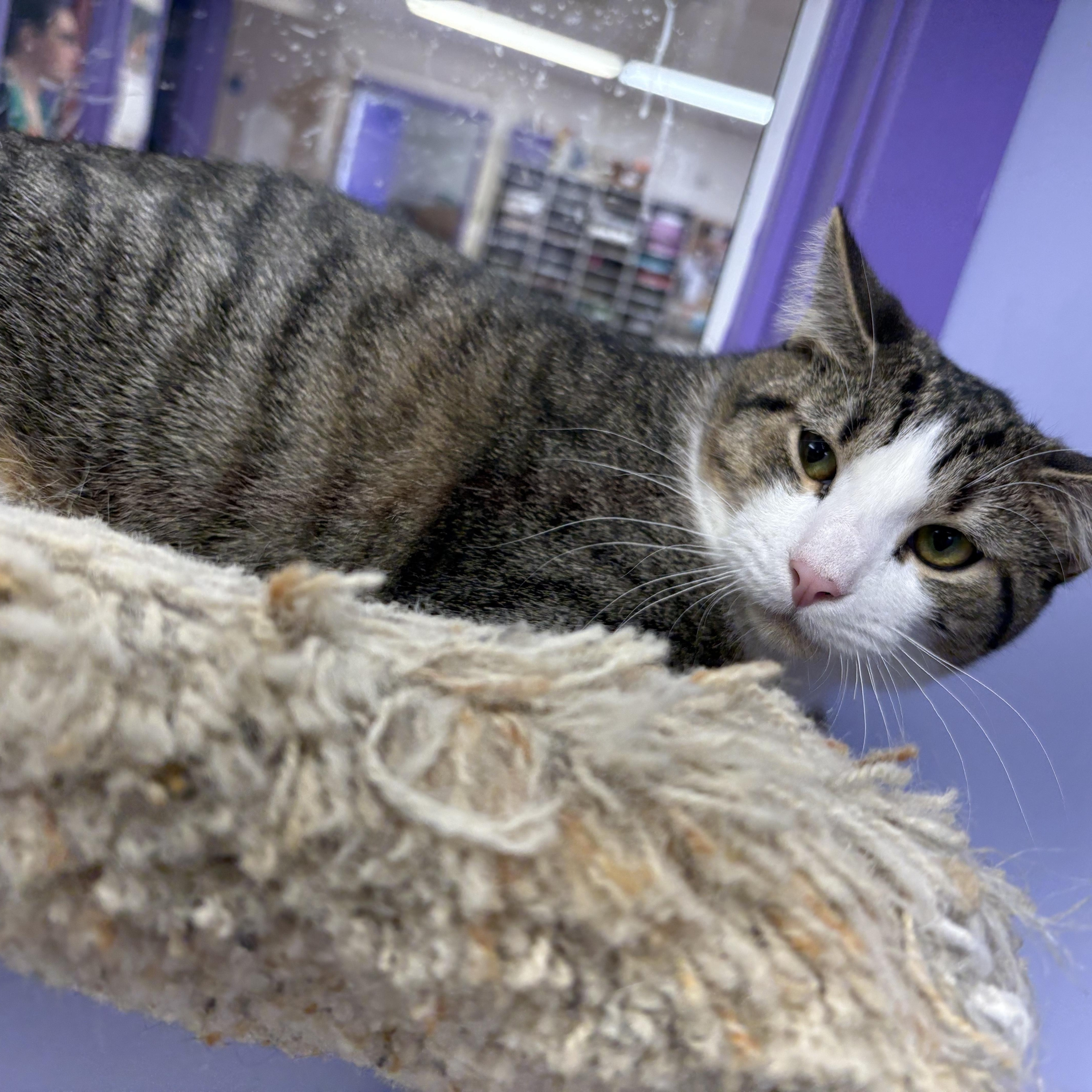 Enlarge Turnip, a Adoptable Domestic Short Hair in Richboro, PA image 4/5