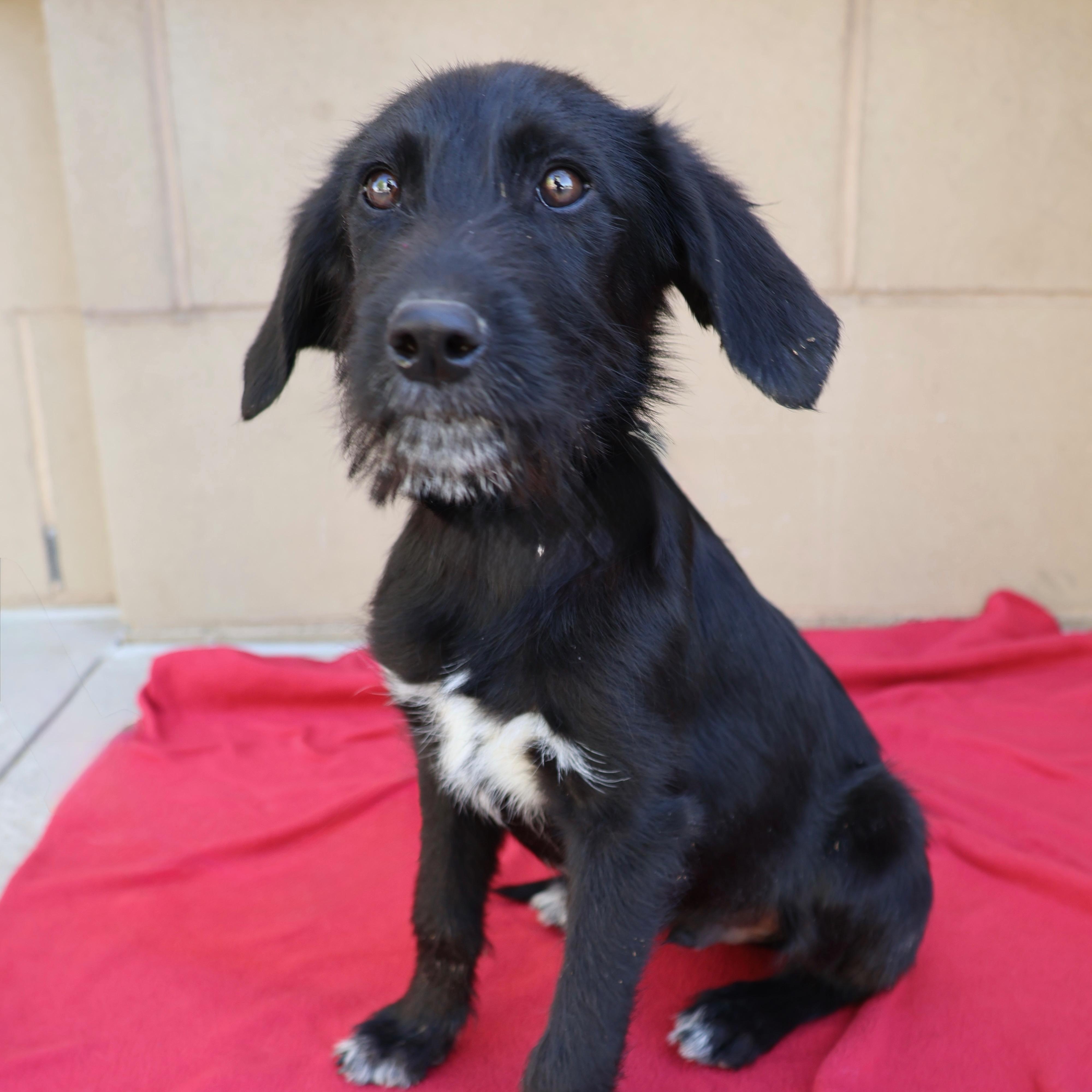 Enlarge Rylie, a ADOPTABLE mixed breed in Fort Collins, CO image 4/5