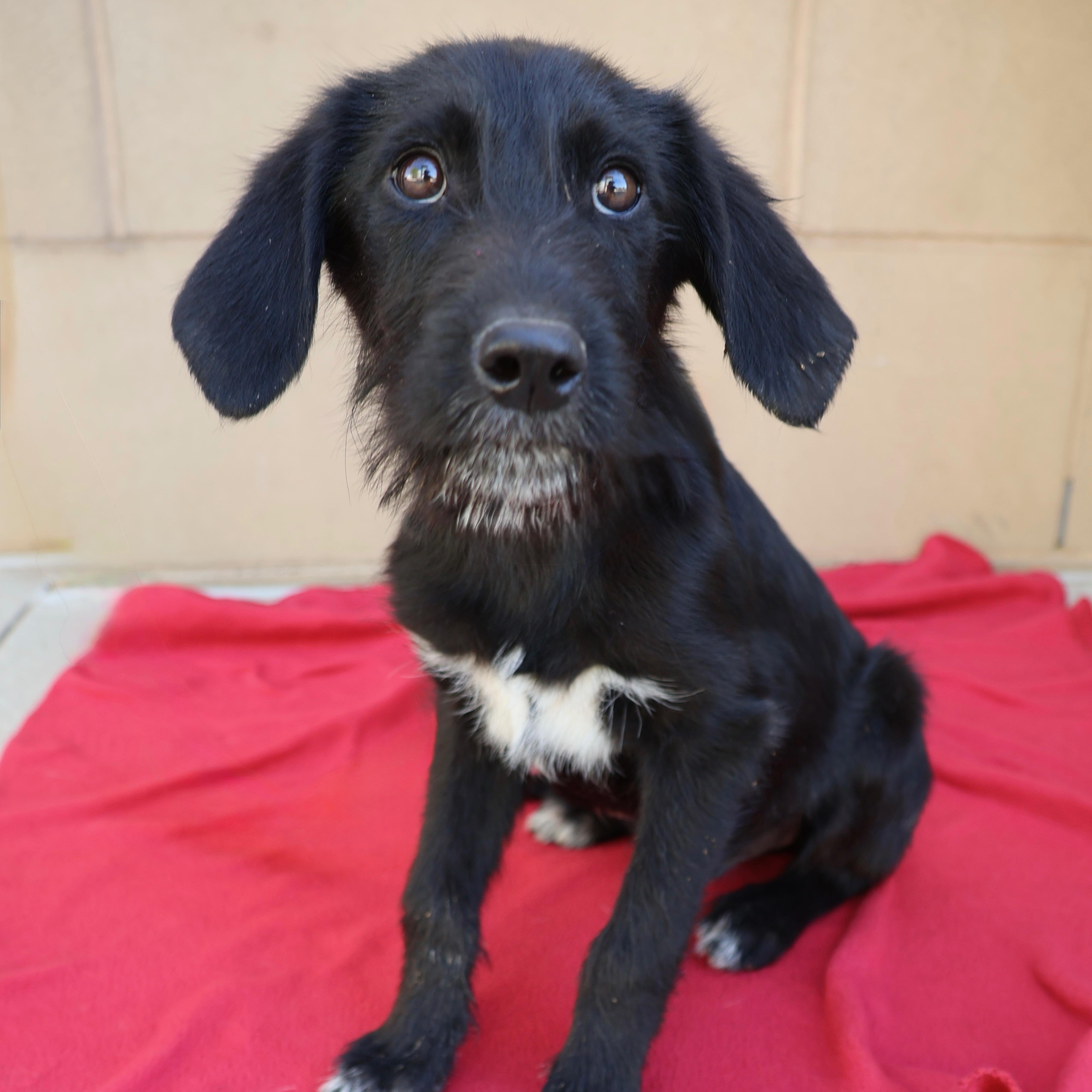 Rylie, ADOPTABLE, Puppy Male Standard Poodle & Shepherd.