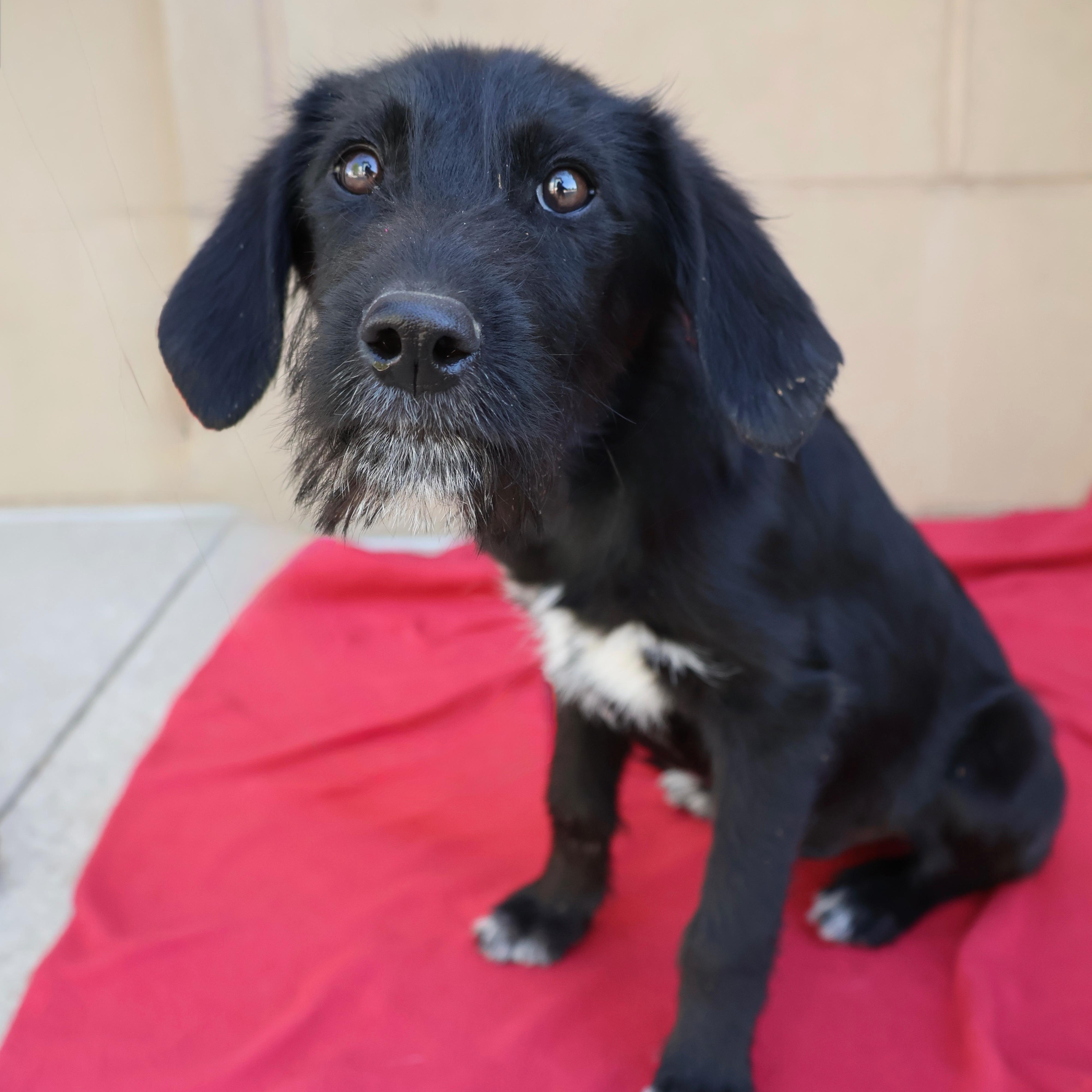 Enlarge Rylie, a ADOPTABLE mixed breed in Fort Collins, CO image 5/5