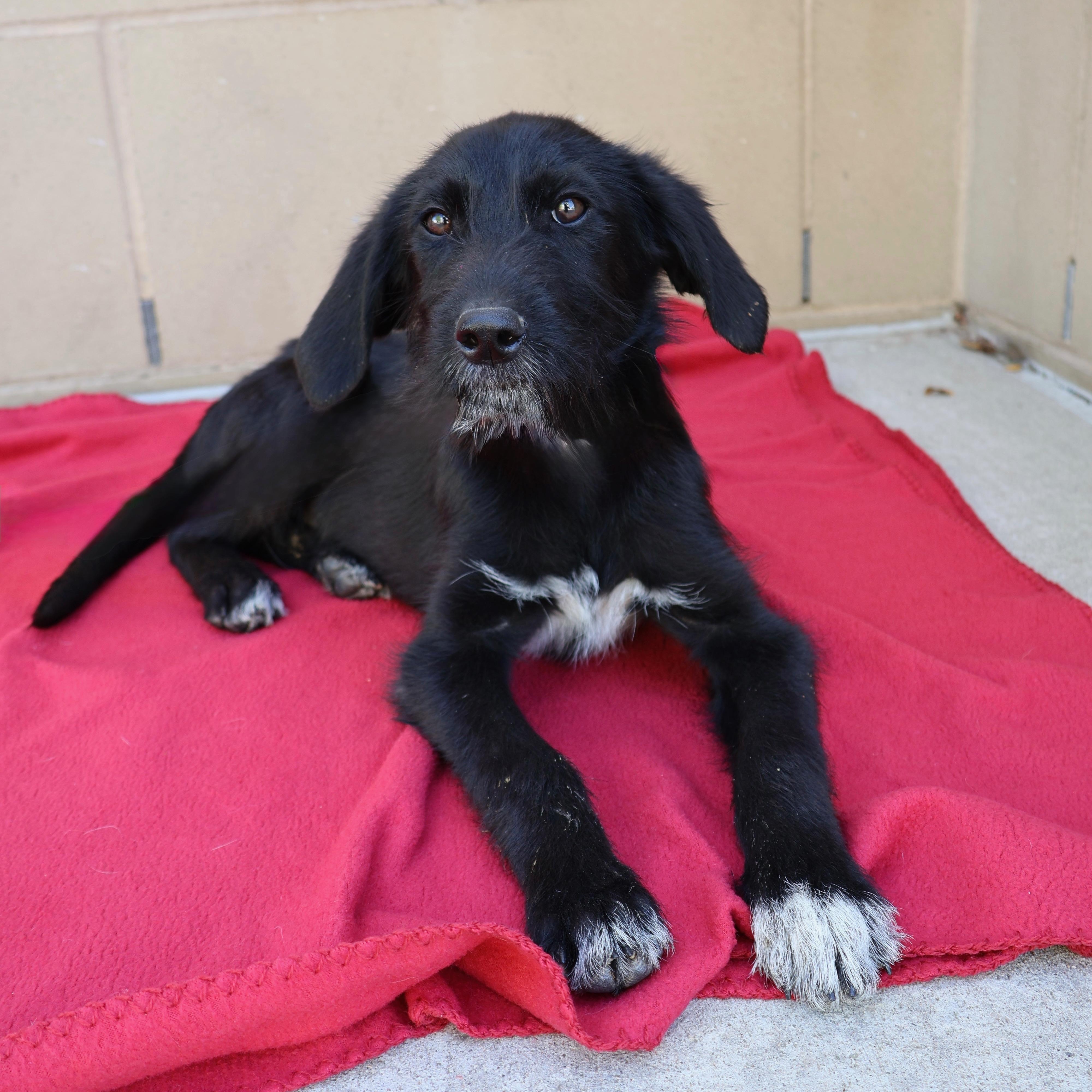 Enlarge Rylie, a ADOPTABLE mixed breed in Fort Collins, CO image 2/5