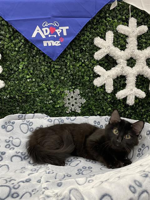 CINDER, Adoptable, Kitten Female Domestic Medium Hair.