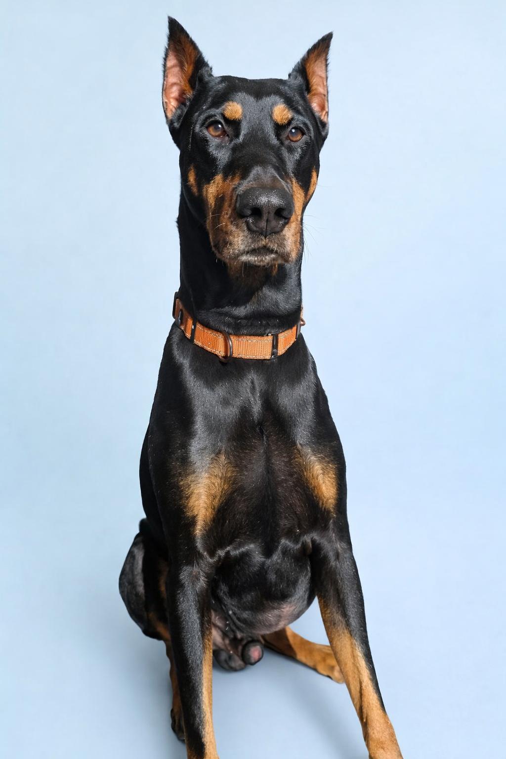 Enlarge Mango, an adopted Doberman Pinscher in Scottsdale, AZ image 2/4