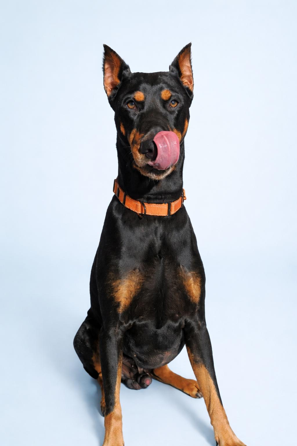 Enlarge Mango, an adopted Doberman Pinscher in Scottsdale, AZ image 3/4