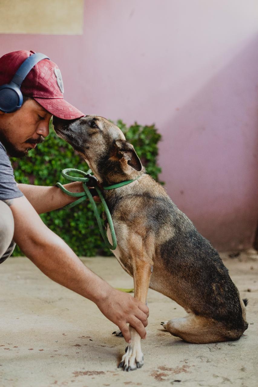 Enlarge Sophie, a ADOPTABLE mixed breed in New York, NY image 3/6