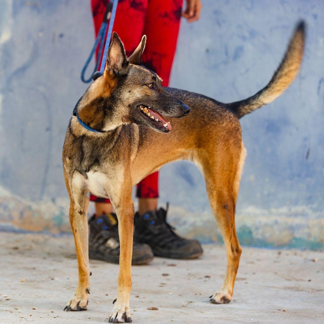 Enlarge Sophie, a ADOPTABLE mixed breed in New York, NY image 6/6