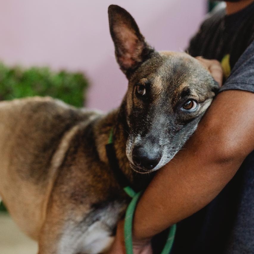 Sophie, ADOPTABLE, Adult Female Whippet & German Shepherd Dog.