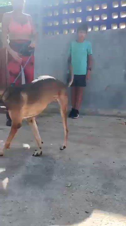 Enlarge Sophie, a ADOPTABLE mixed breed in New York, NY video 5/6