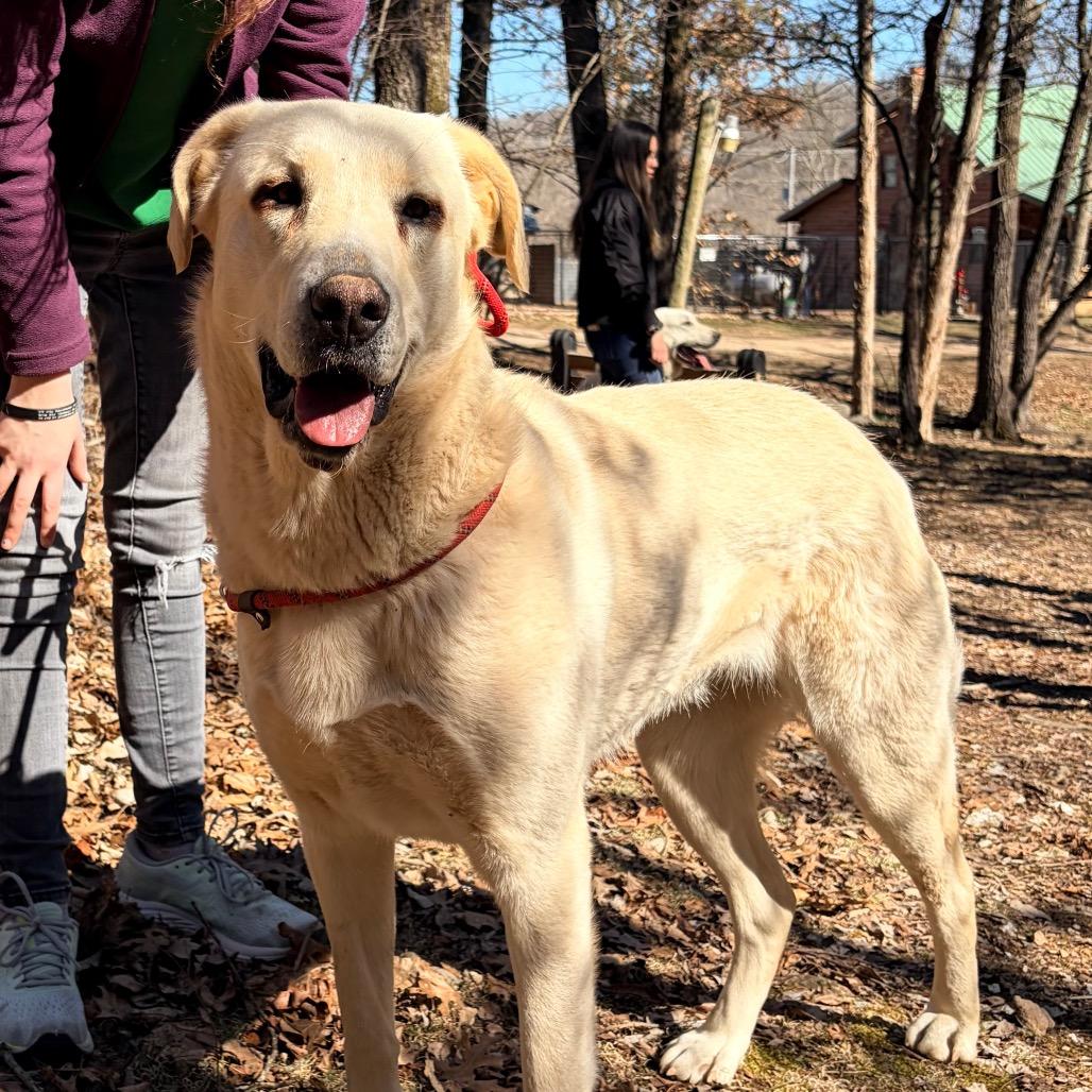 Bonnie, Adoptable, Adult Female Anatolian Shepherd.