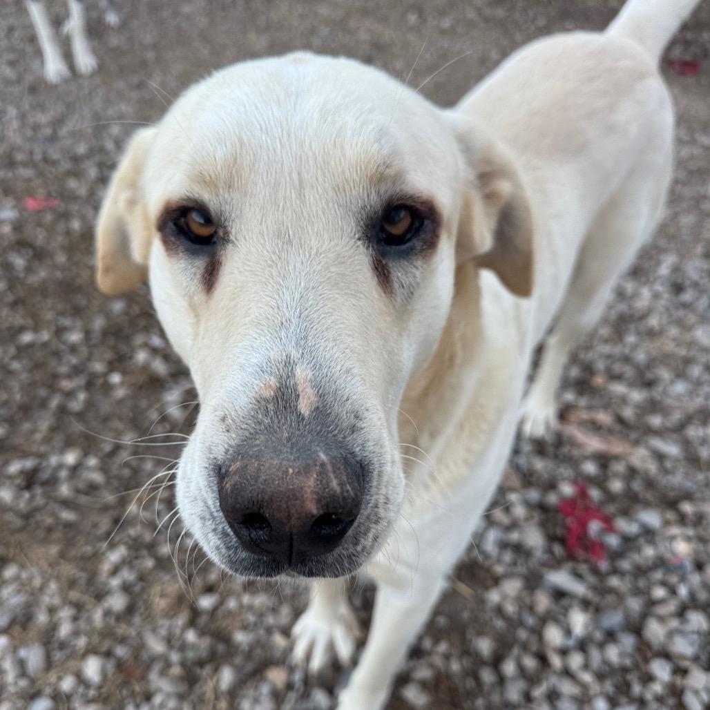 Enlarge Bonnie, a Adoptable Anatolian Shepherd in Pineville, MO image 2/5