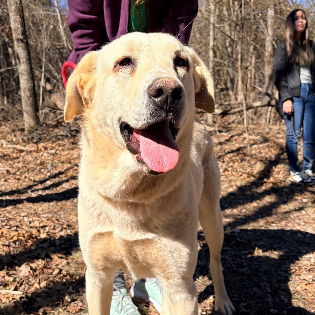 Enlarge Bonnie, a Adoptable Anatolian Shepherd in Pineville, MO image 3/5