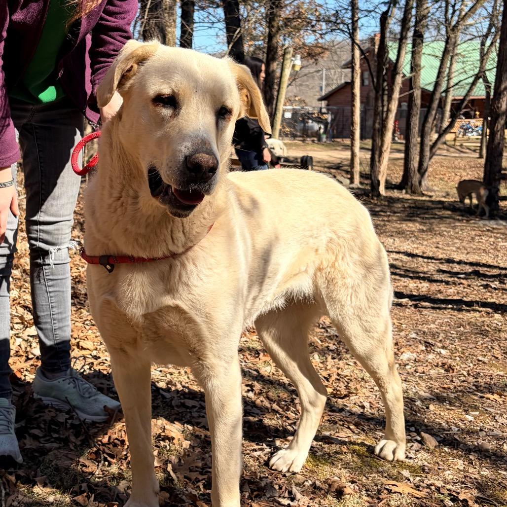 Enlarge Bonnie, a Adoptable Anatolian Shepherd in Pineville, MO image 4/5