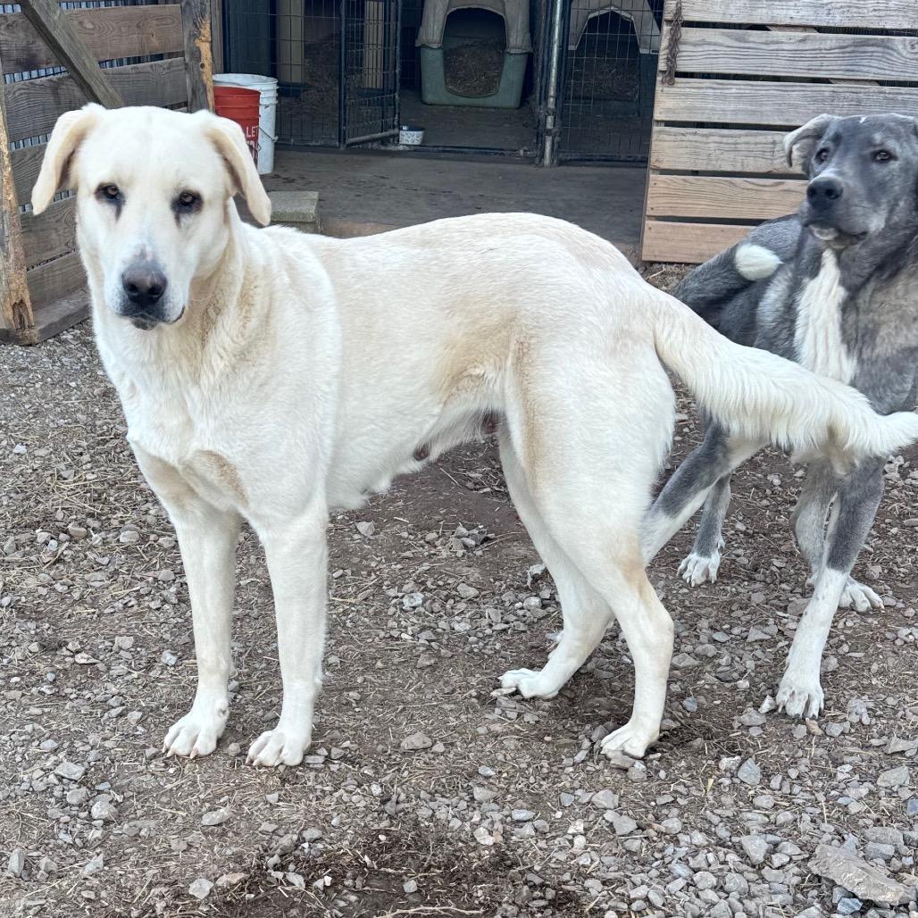 Enlarge Bonnie, a Adoptable Anatolian Shepherd in Pineville, MO image 5/5