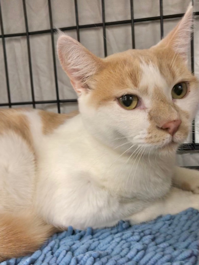 Joey, a Adoptable American Shorthair in Vallejo, CA image 2/4