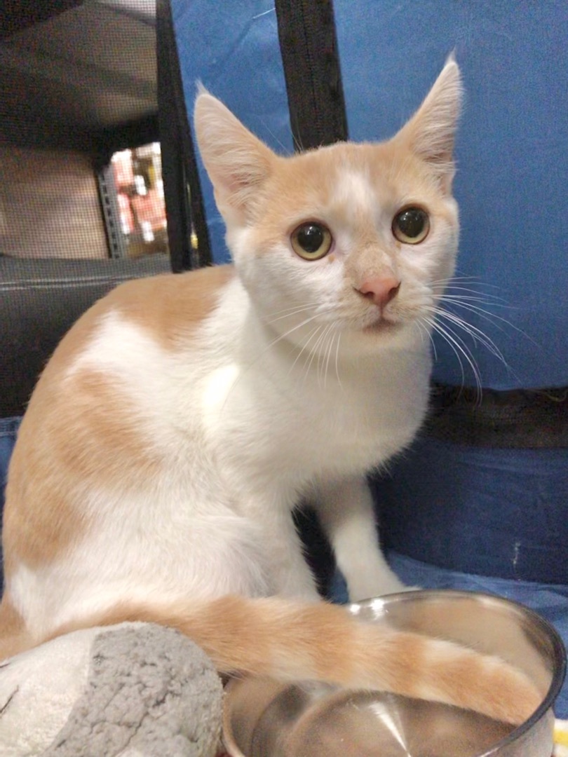 Joey, a Adoptable American Shorthair in Vallejo, CA image 1/4