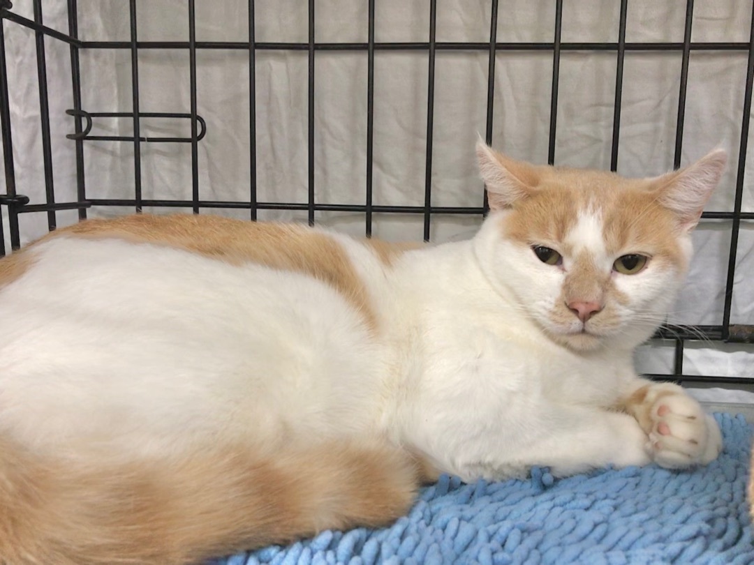 Joey, a Adoptable American Shorthair in Vallejo, CA image 3/4