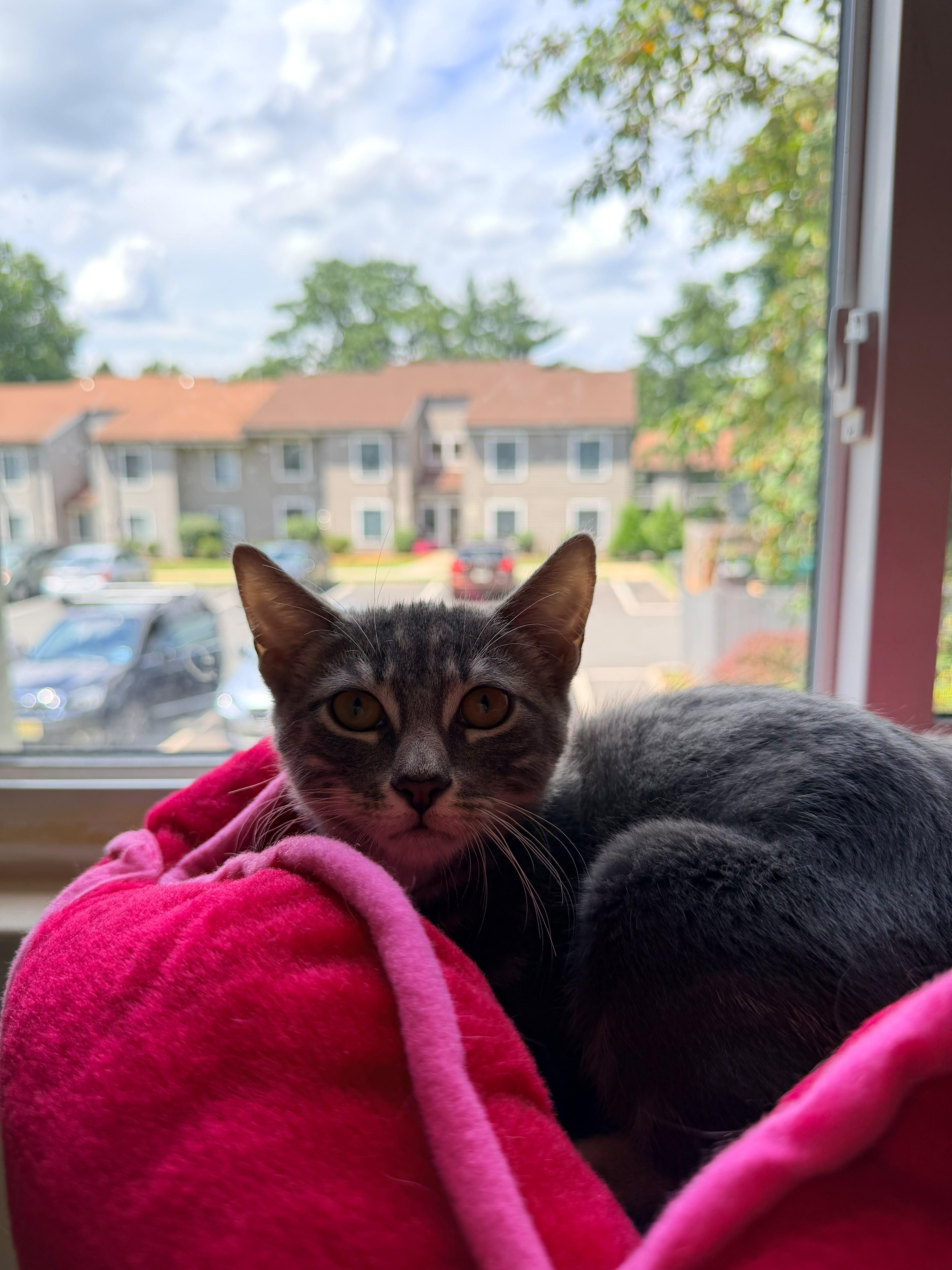 Enlarge Chili, a Adoptable American Shorthair in Highland Park, NJ image 5/6