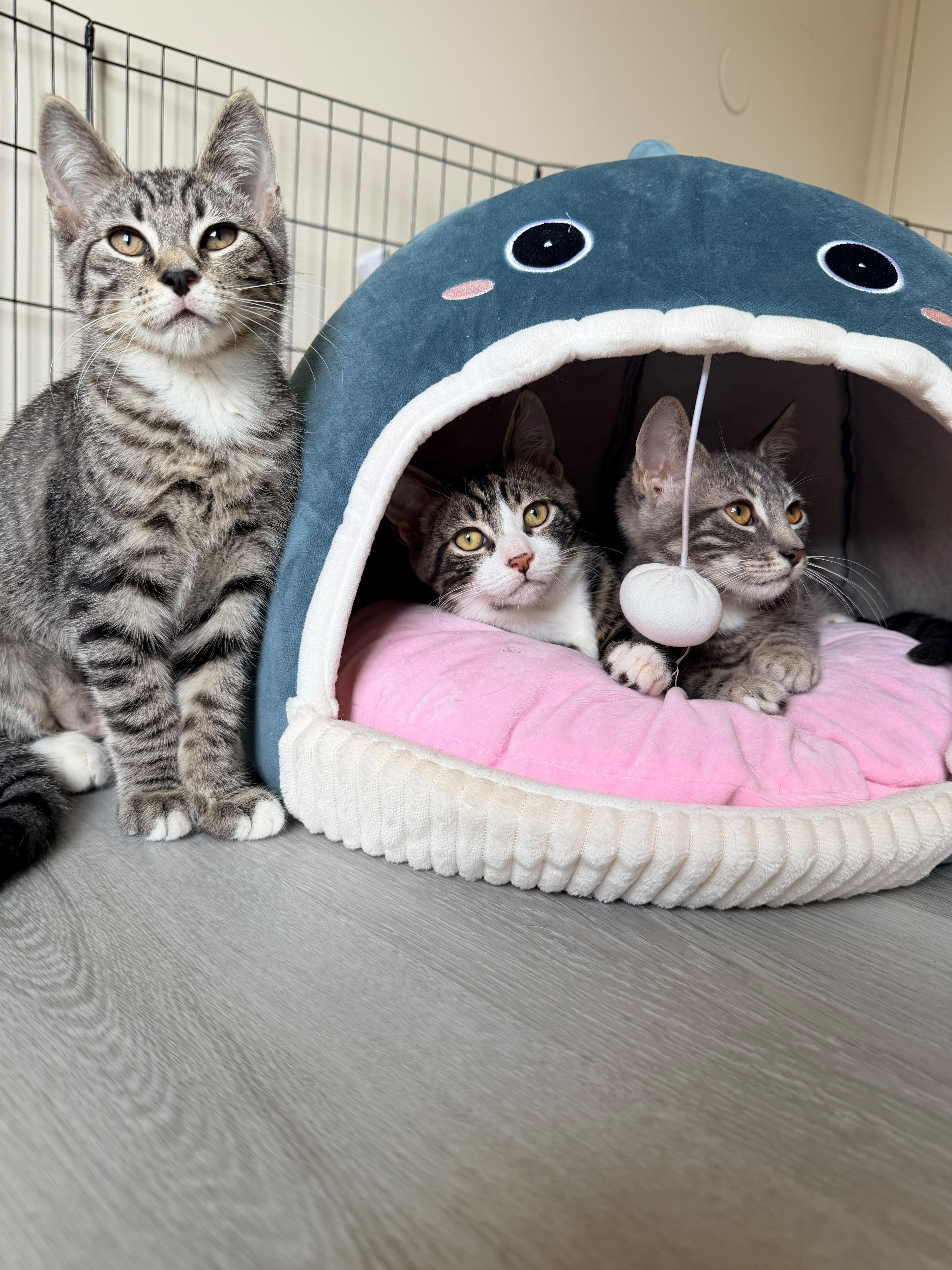 Enlarge Chili, a Adoptable American Shorthair in Highland Park, NJ image 2/6