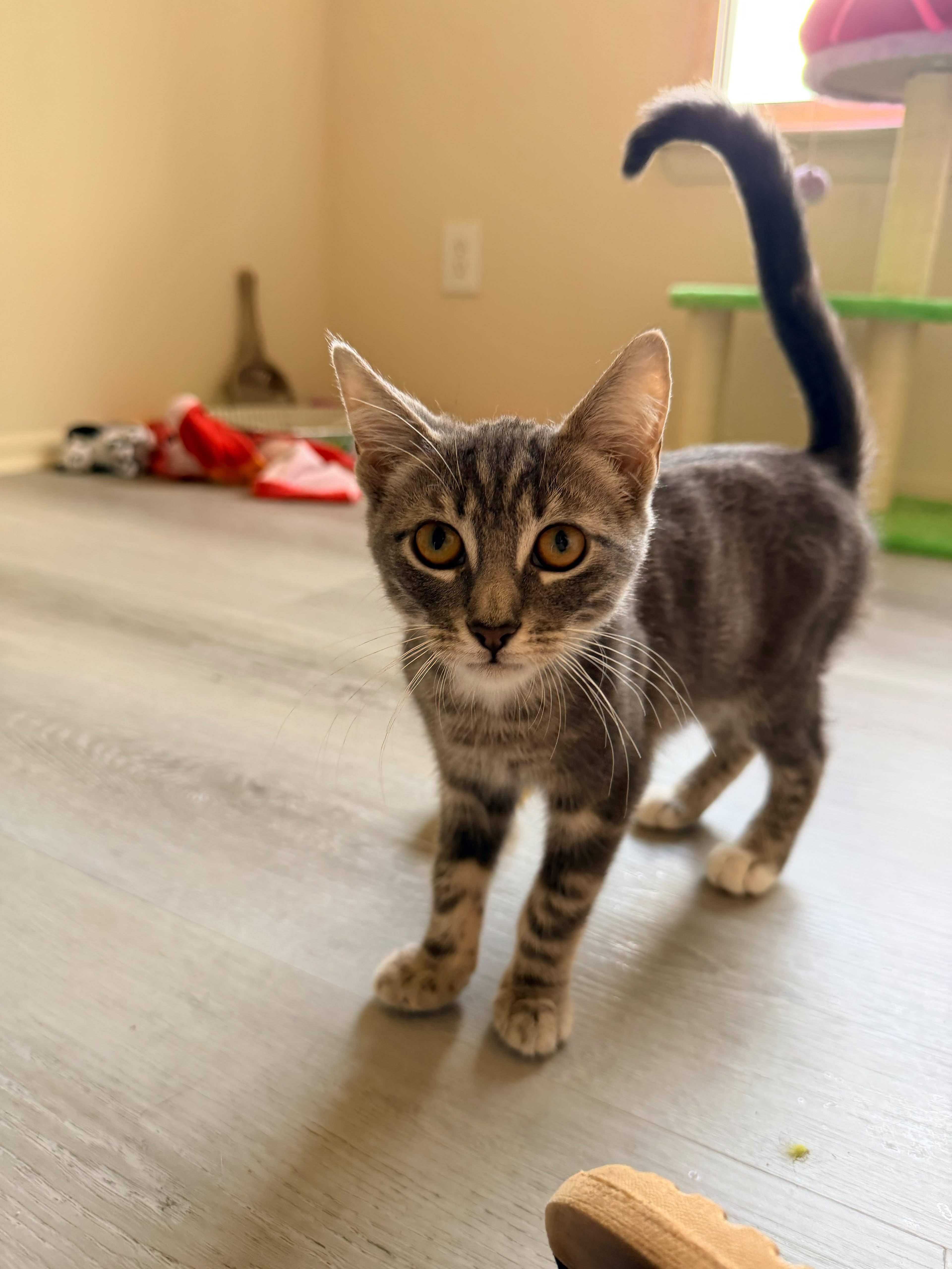 Enlarge Chili, a Adoptable American Shorthair in Highland Park, NJ image 3/6