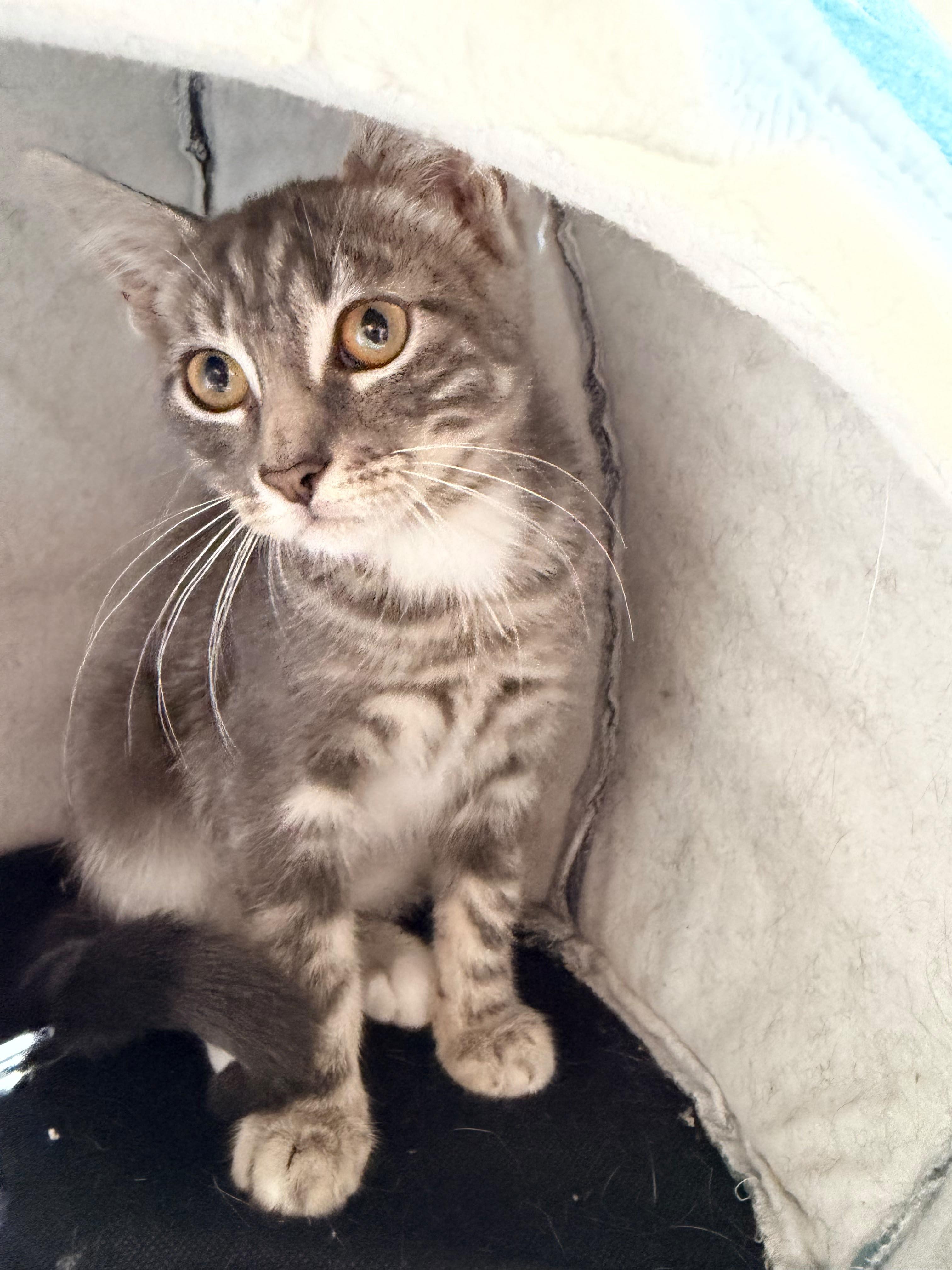 Enlarge Chili, a Adoptable American Shorthair in Highland Park, NJ image 1/6